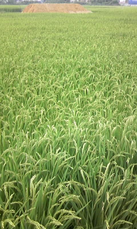 Rice Field Revisited Rice Field Revisited